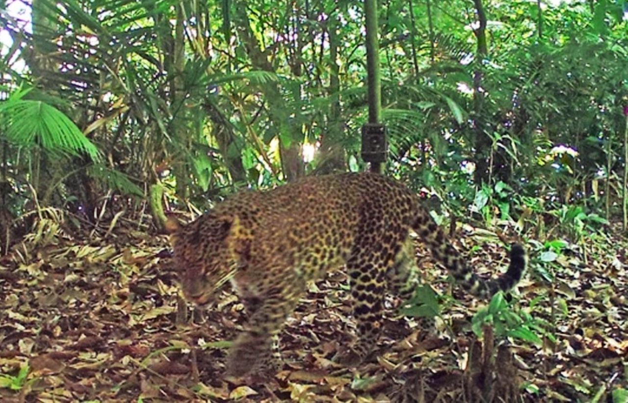 Macan Tutul Terlihat Di Hutan Dekat Perkampungan Warga Di Desa Sukasari