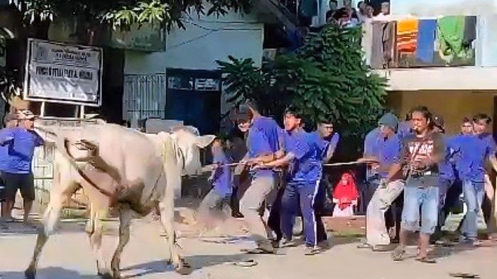 Momen Sapi Ngamuk Hingga Masuk Masjid di Purwakarta. Namun Warga Tetap Bahagia!