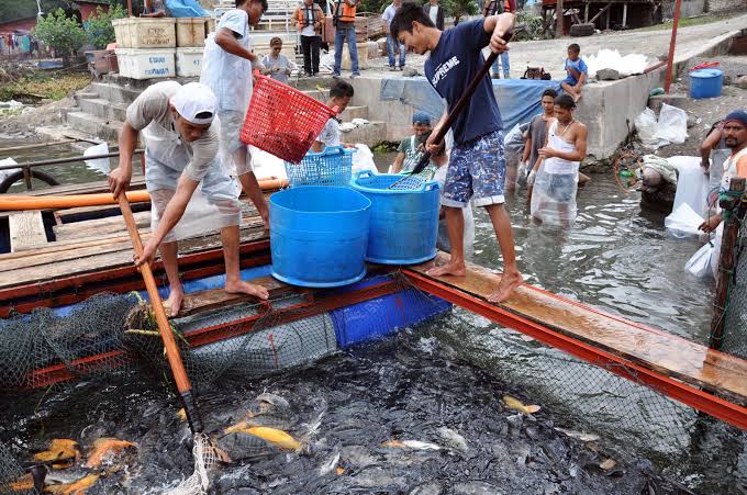 Purwakarta Bangun 'Kampung Nila' Pusat Budi Daya Ikan Air Tawar Terkemuka di Indonesia! 