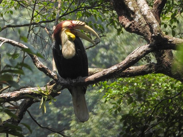 Gak Cuma di Kalimantan, Burung Rangkong Hidup Bebas dan Bisa Ditemukan di Gunung Sanggabuana!