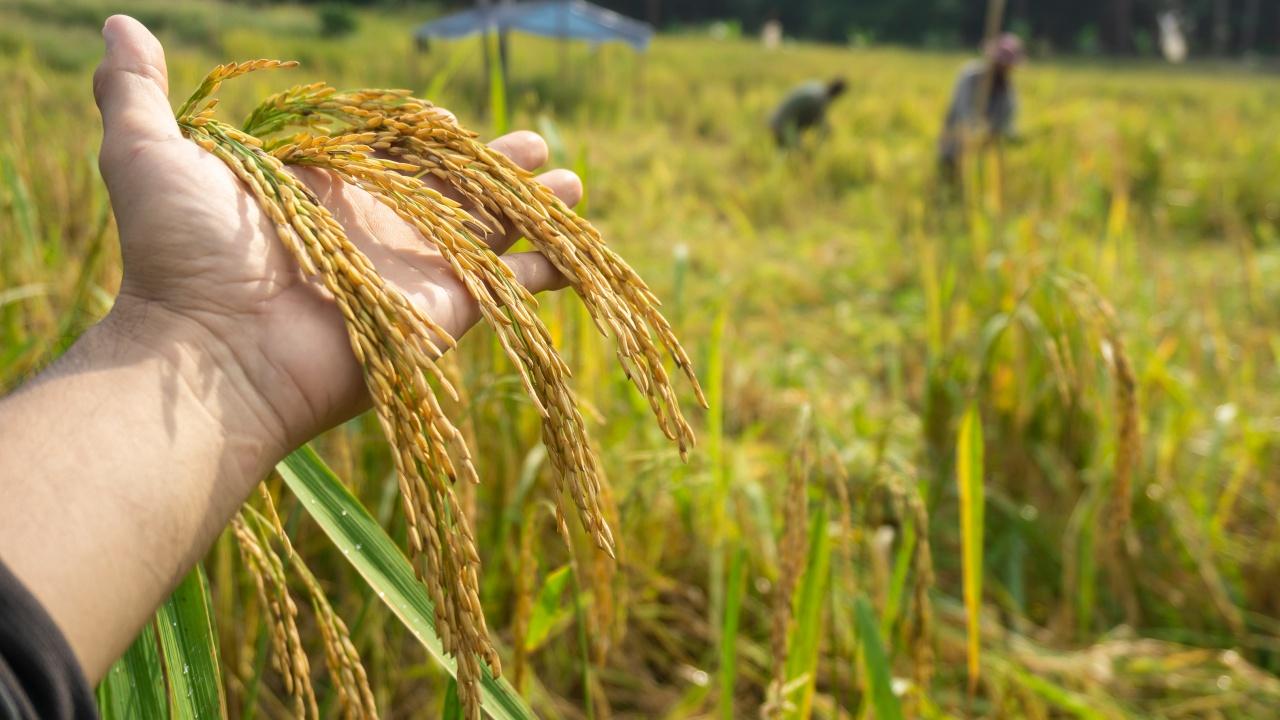 Wow, Semester Pertama Tahun 2024 Produksi Padi di Purwakarta Capai 149.812 ton Guys!. Cekidot Infonya! 